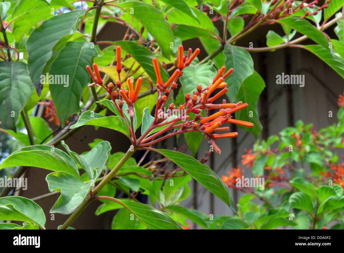 Firebush growing in  Jupiter  South Florida USA Stock Photo