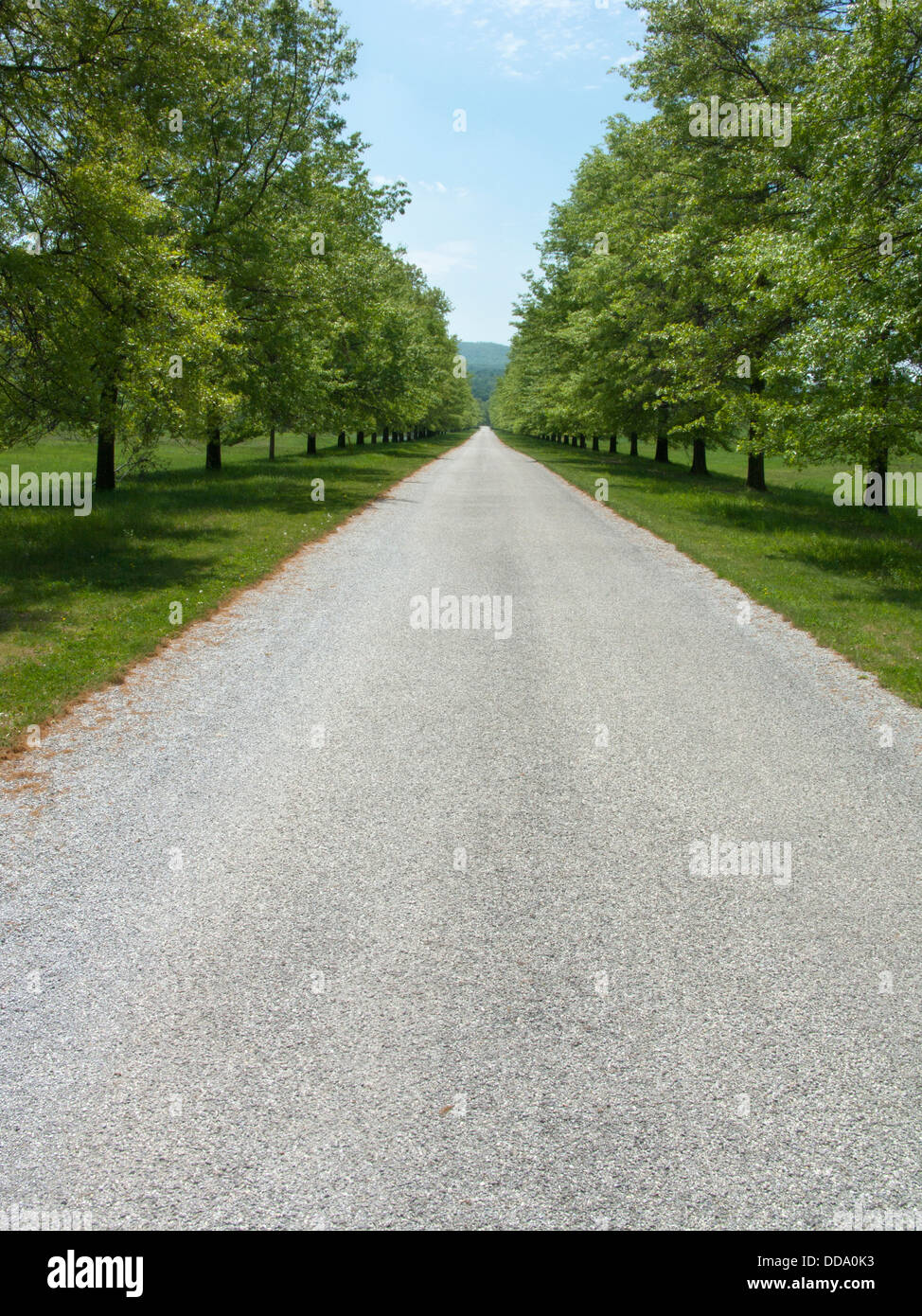 EMPTY RURAL TREE LINED ROAD Stock Photo
