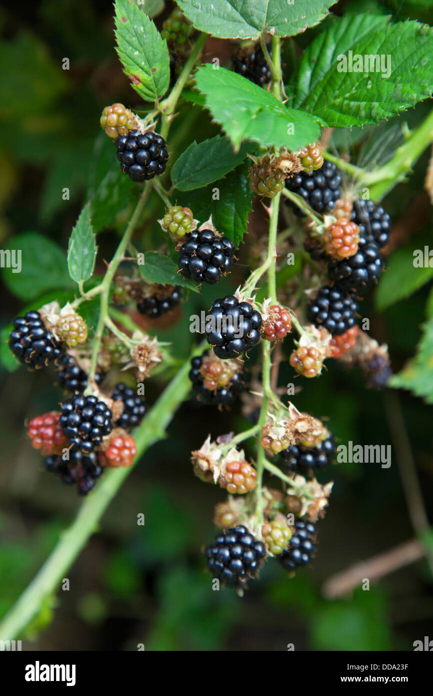 Blackberries growing wild in a hedgerow in Derbyshire, England, U.K. Stock Photo