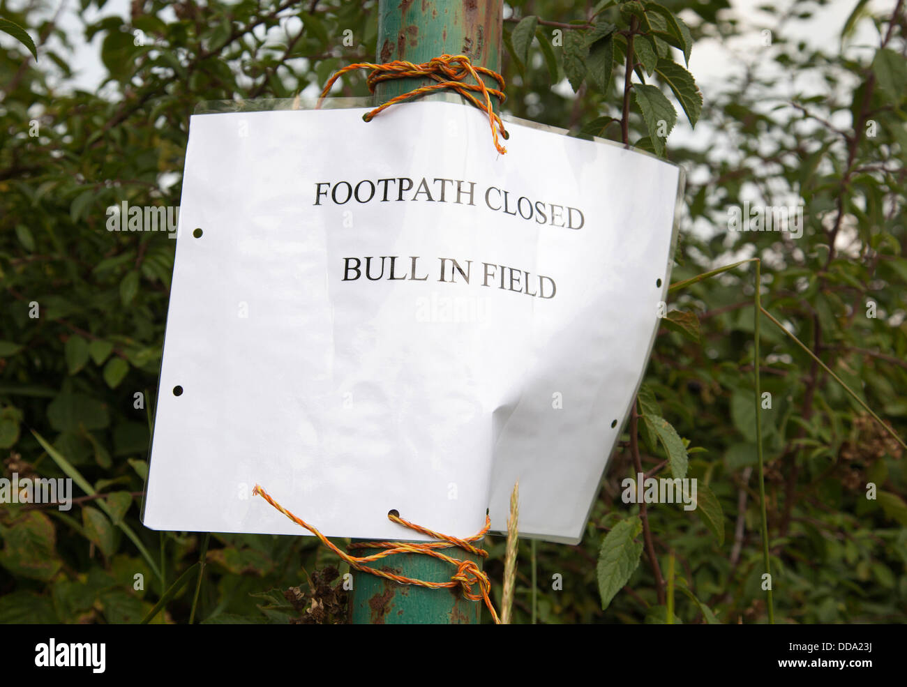 Footpath Closed Bull In Field sign on a rural footpath in Derbyshire, England, U.K. Stock Photo