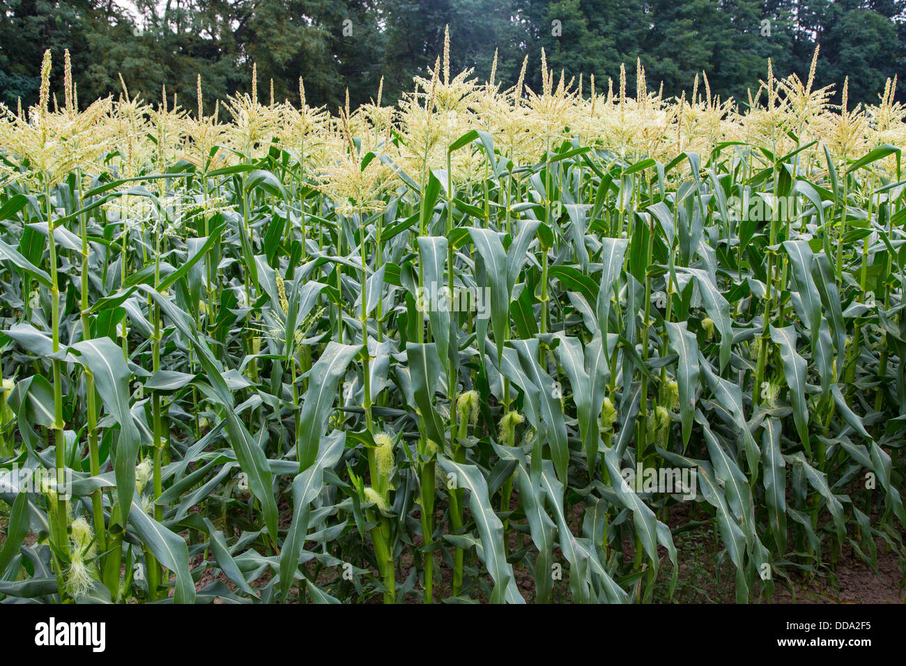 Cornfield in Cuyahoga Valley National Park in Ohio in the United States Stock Photo