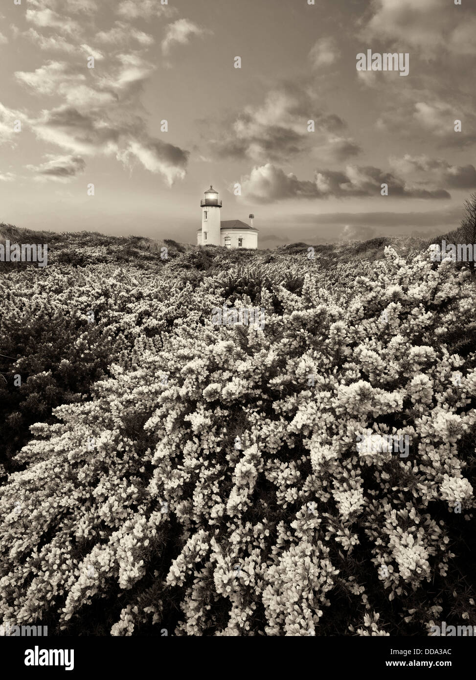 Coquile River Lighthouse with gorse. Bandon, Oregon Stock Photo