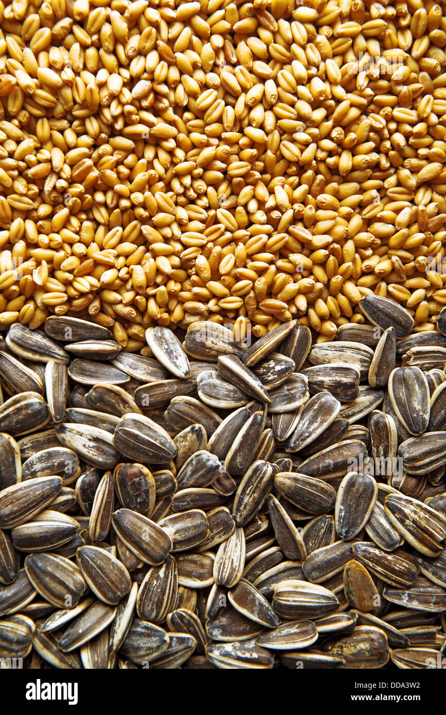 Sunflower seed and wheat grains on the table. Agricultural background. Stock Photo