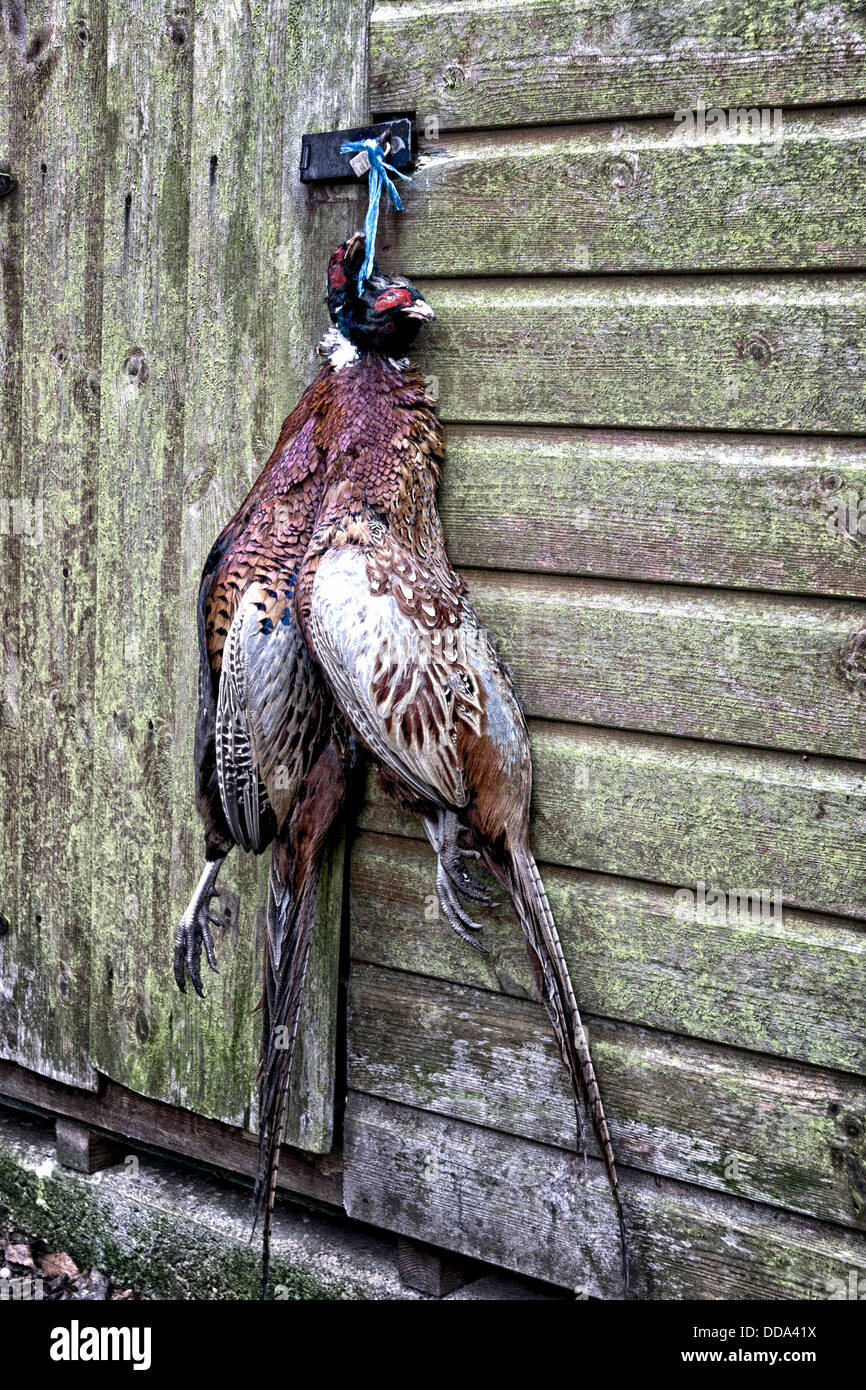 Brace of pheasant hanging on a barn door in Suffolk England Stock Photo