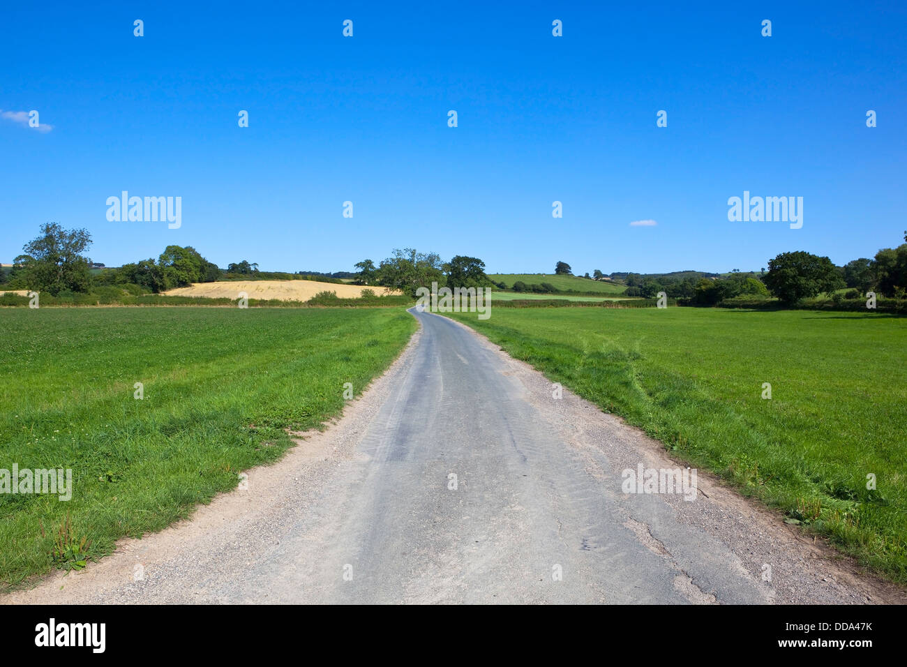 A Small Country Road Running Through Clover Fields In Agricultural