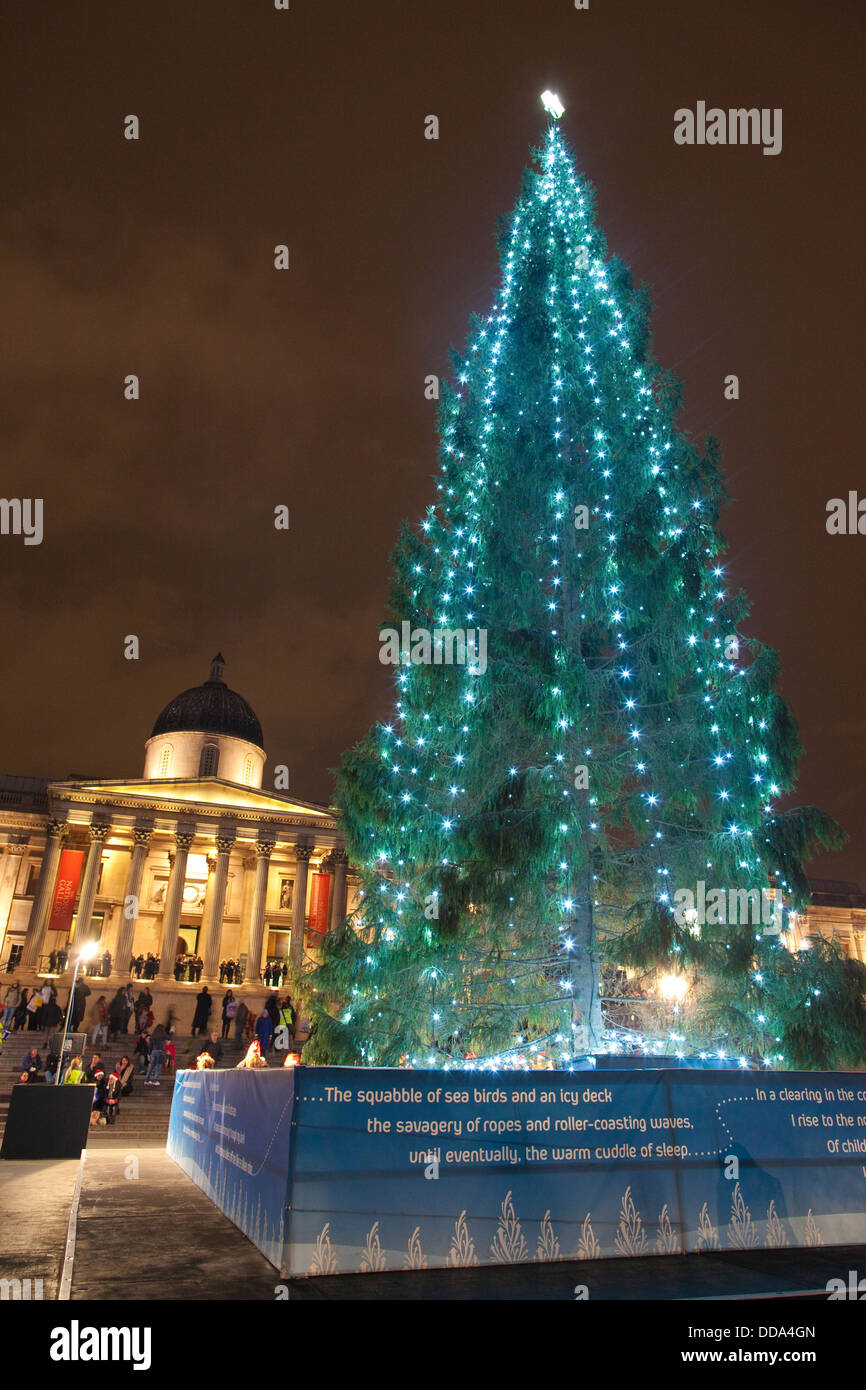Trafalgar Square Christmas Tree, typically a 5060 year old Norwegian