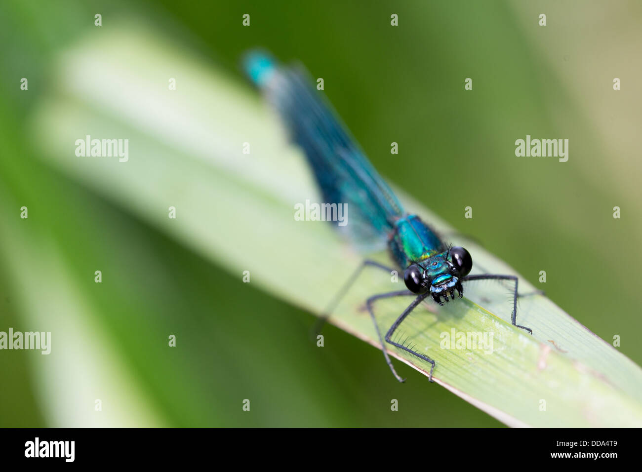 a banded damsel on a reed stem Stock Photo - Alamy