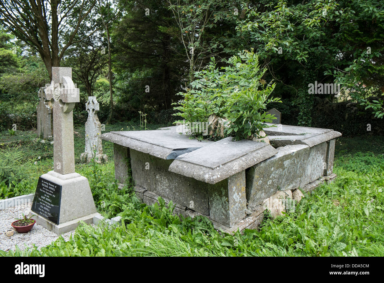 A broken tomb with a tree growing in it at a rural cemetery  - Annaghdown, county Galway Ireland Stock Photo