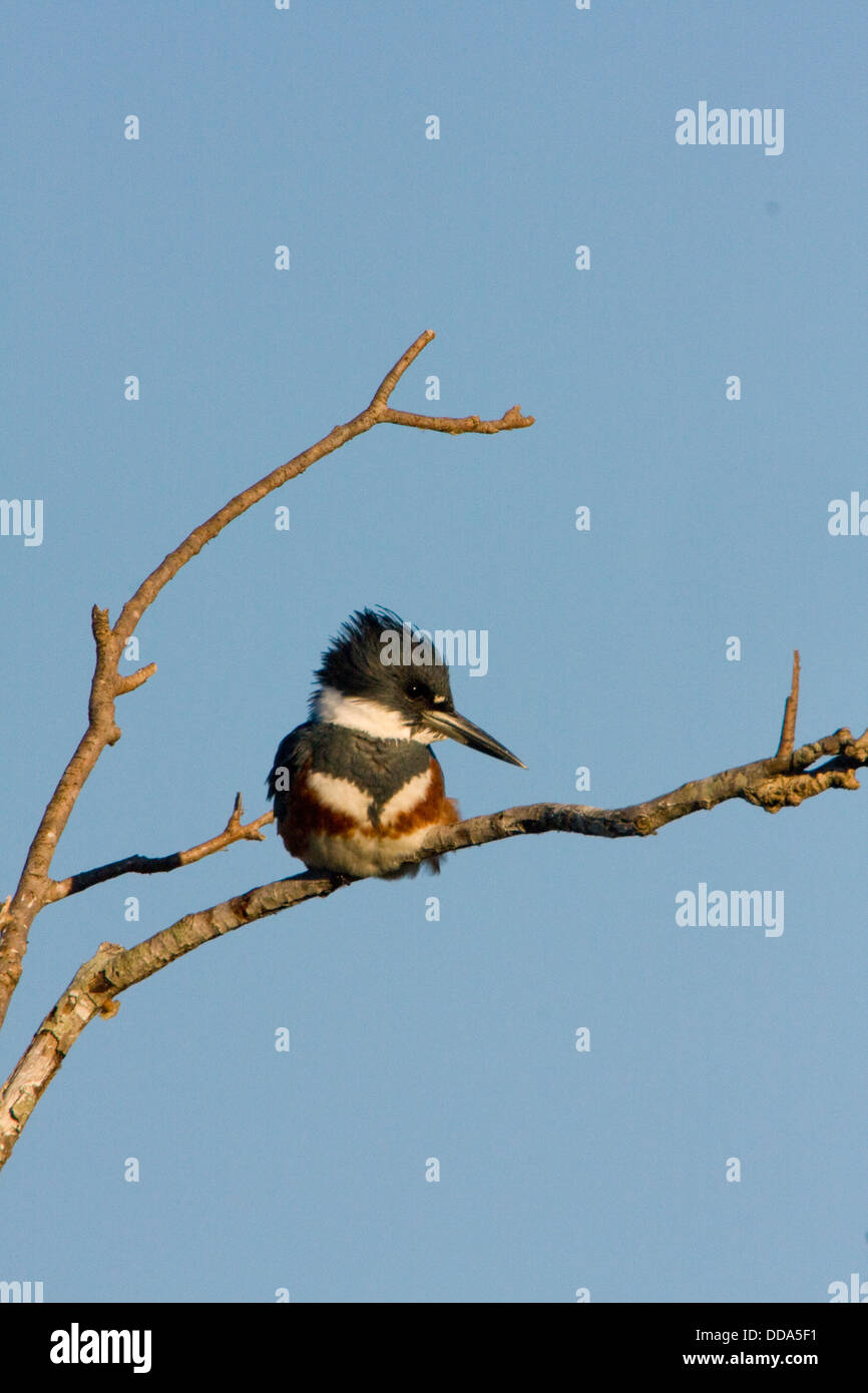kingfisher,diving bird,birds,perched Stock Photo