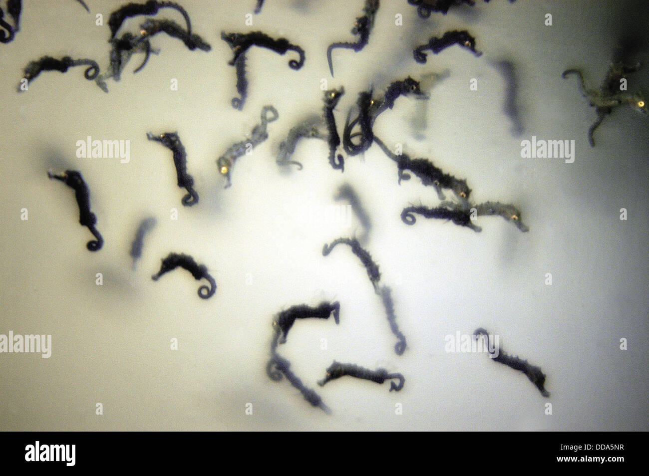 Northern or lined seahorse babies, Hippocampus erectus in a tank Stock ...
