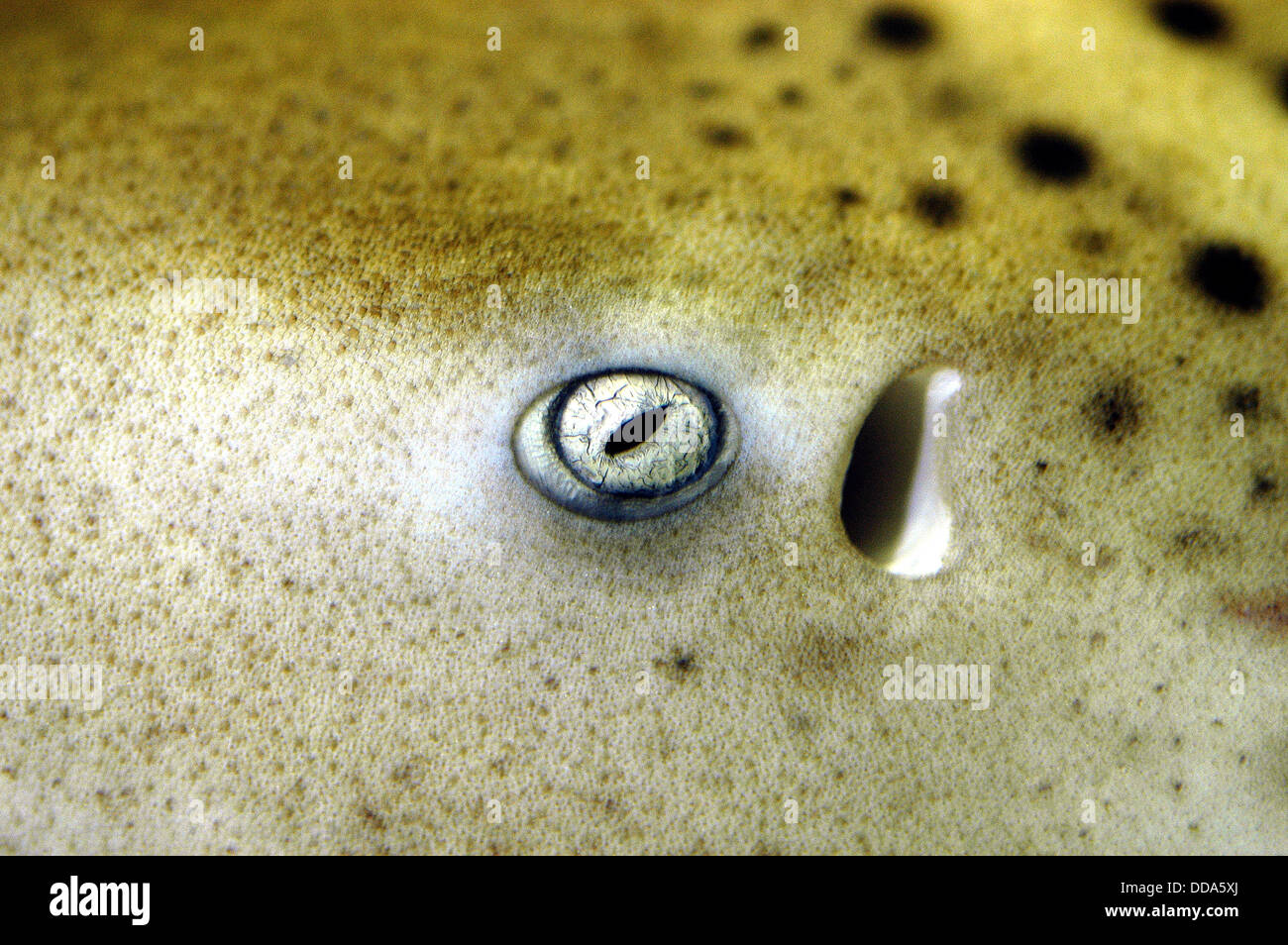 The eye, skin, and spiracle of a zebra shark, Stegostoma fasciatum. Stock Photo