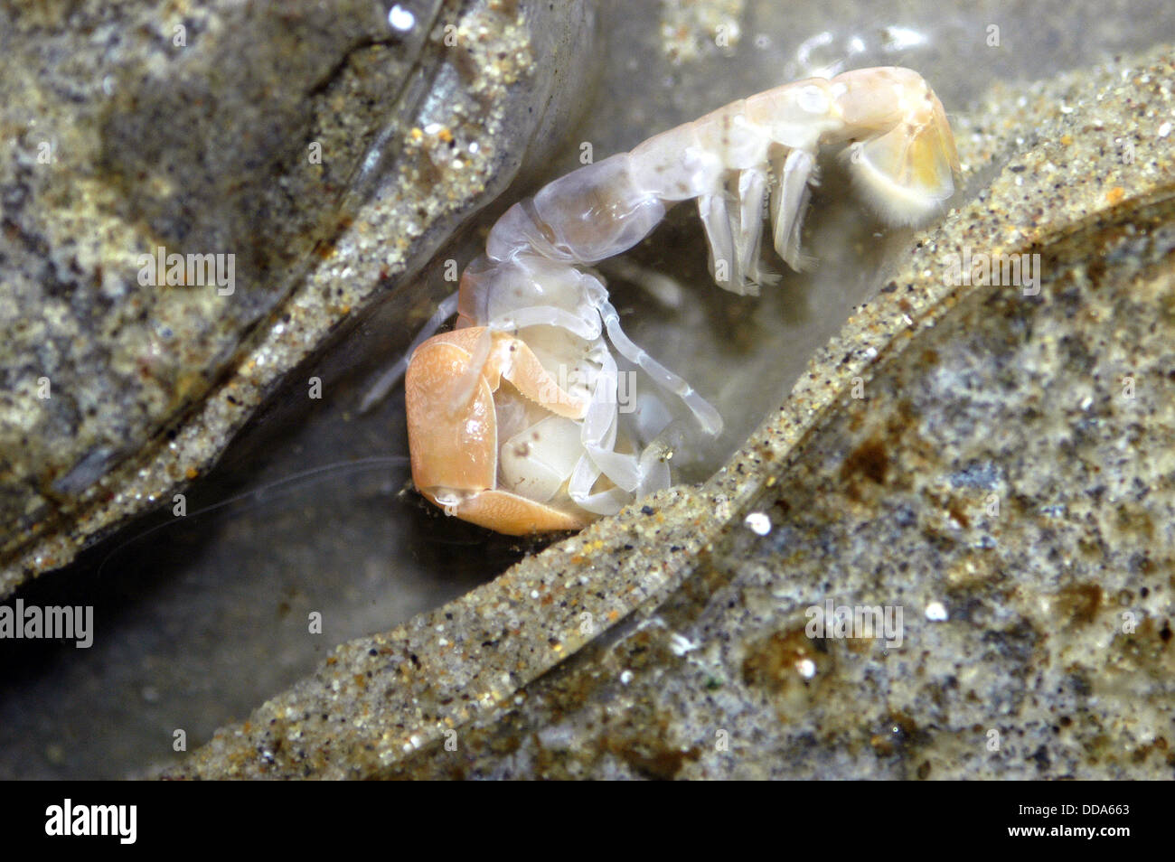 A bay ghost shrimp, Callianassa californiensis. Stock Photo