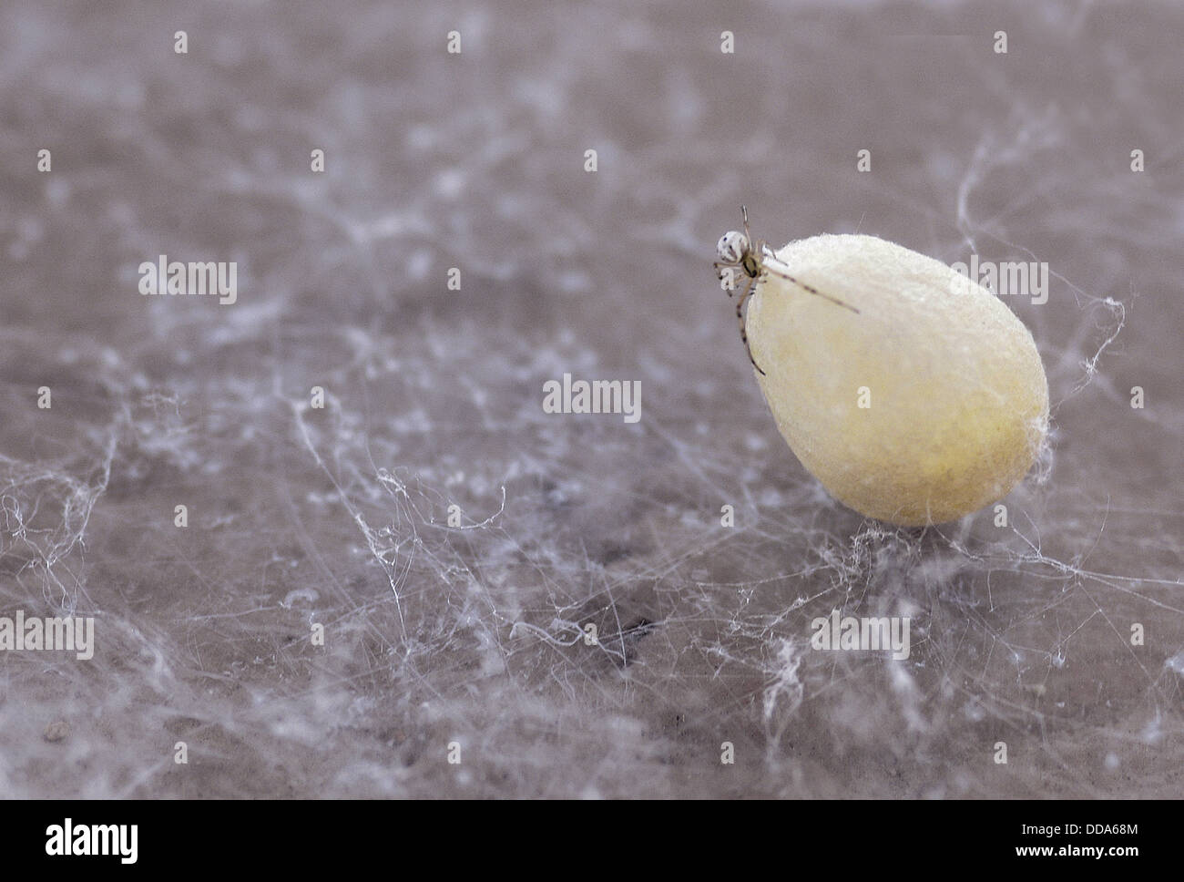 A Western black widow spider, Latrodectus hesperus, hatchling on its egg case. Stock Photo