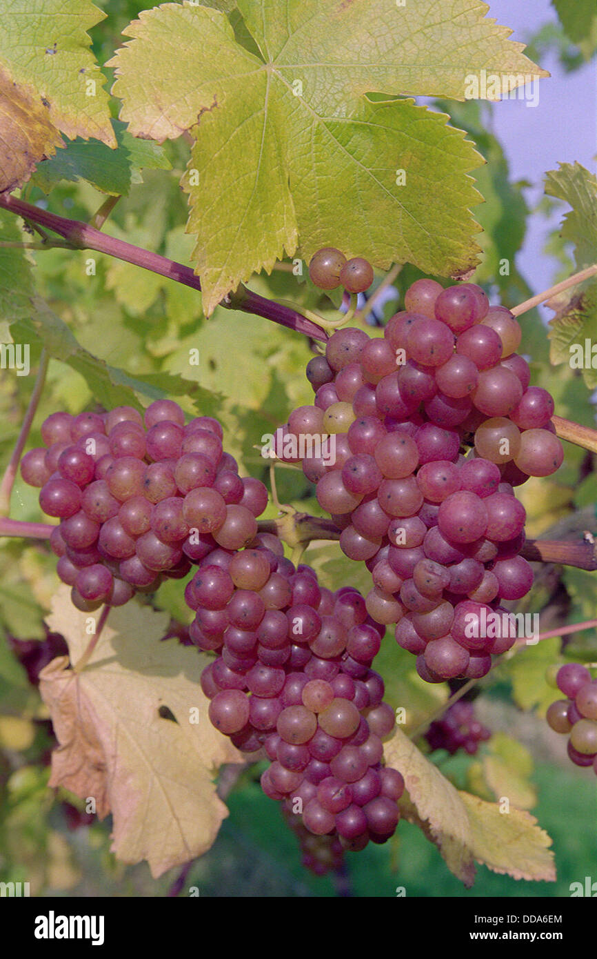 PICTURE SHOWS THE 'TENTERDEN VINEYARD PARK' IN KENT , WITH 'SCHONBURGER GRAPES' IN THE VINEYARDS. Stock Photo