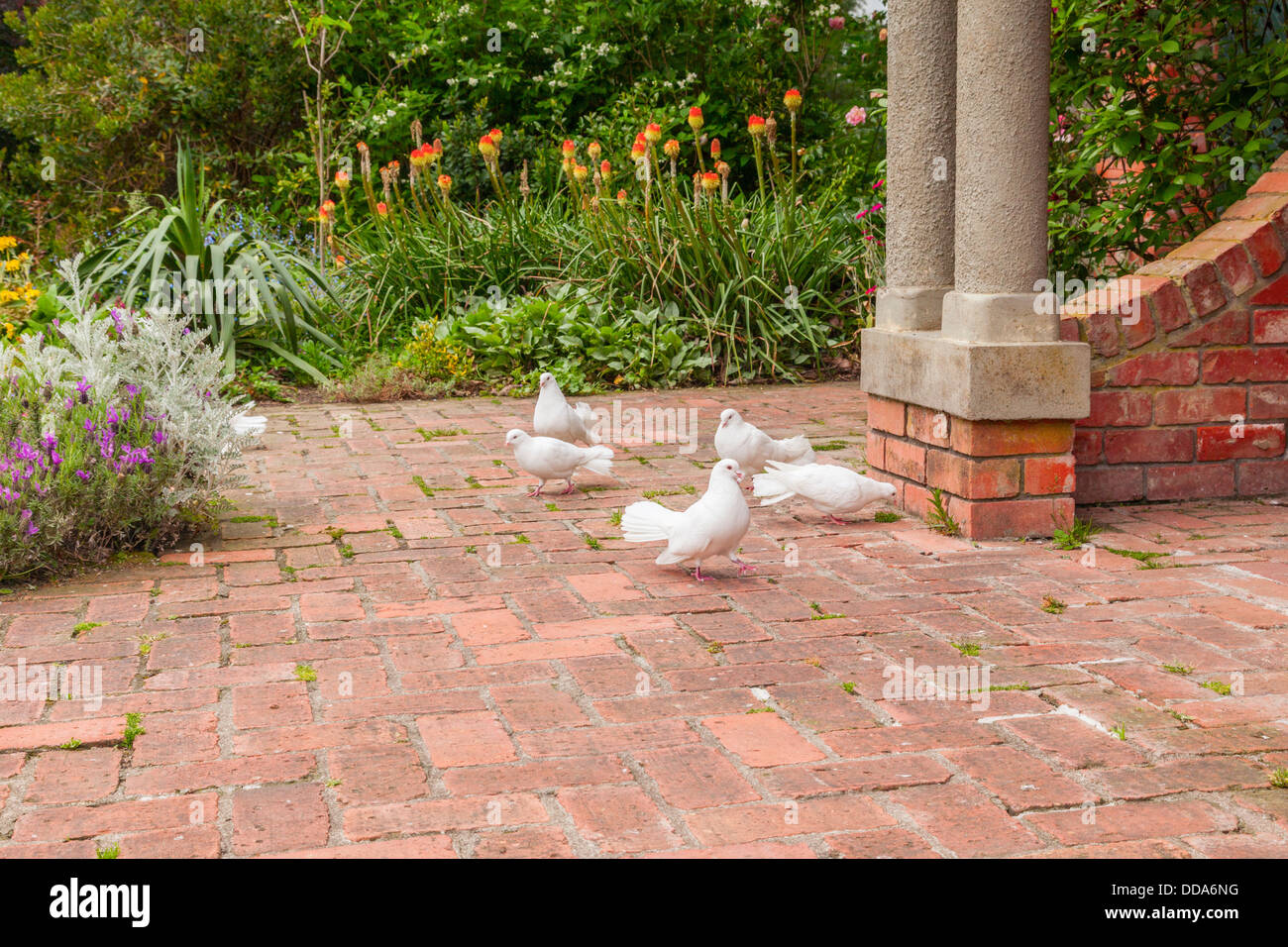 white doves in the english flower garden, hamilton gardens, hamilton