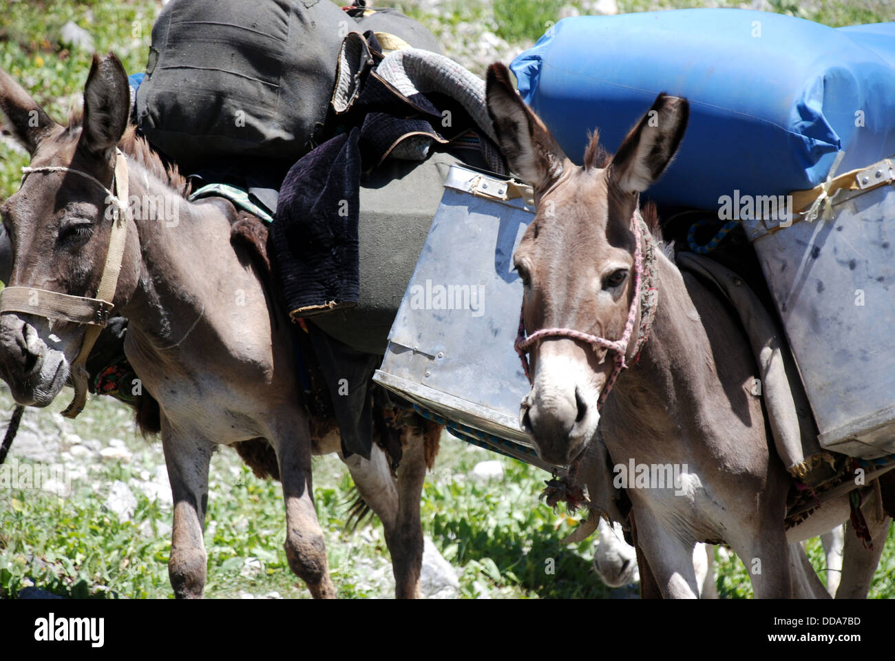 Donkeys carrying load hires stock photography and images Alamy