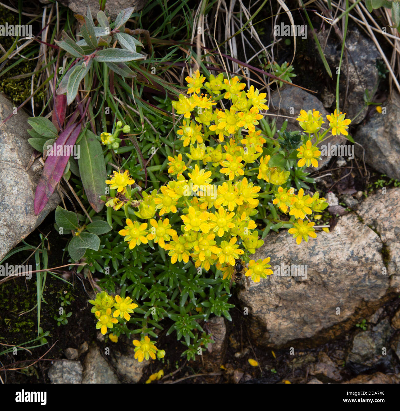 Yellow Saxifrage saxifraga aizoides growing in a rocky mountain rivulet in the Jotunheimen National Park Norway August Stock Photo