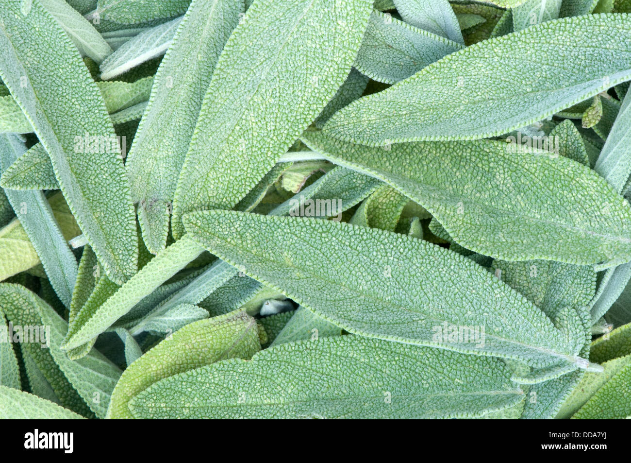 sages leaves texture background Stock Photo Alamy