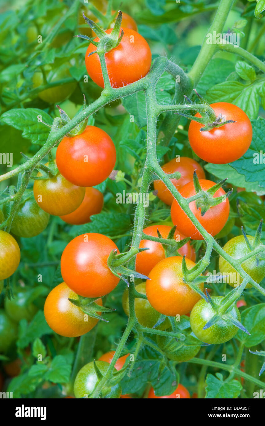 tomatoes cluster in the garden Stock Photo