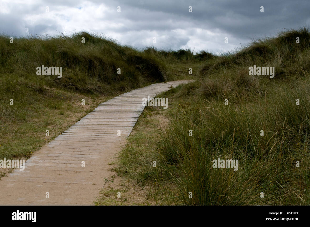 Timber boardwalk path winding past coastal sand dunes & grasses on edge of Holkham Beach nature reserve, under grey cloudy sky - Norfolk, England, UK. Stock Photo