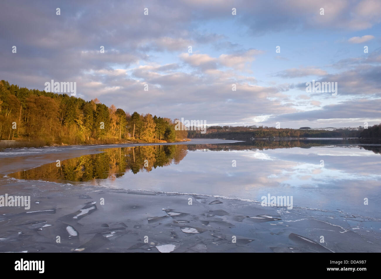 Scenic winter view across icy suface of Swinsty Reservoir where woodland trees & dramatic sky are reflected in water - North Yorkshire, England, UK. Stock Photo