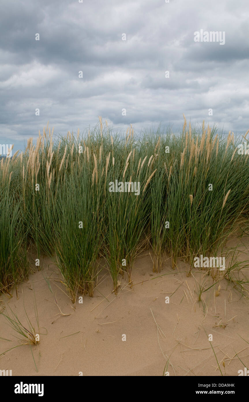 Nature reserve close-up of marram grass growing on coastal sand dunes on the edge of Holkham Beach, under grey cloudy sky - Norfolk, England, UK. Stock Photo