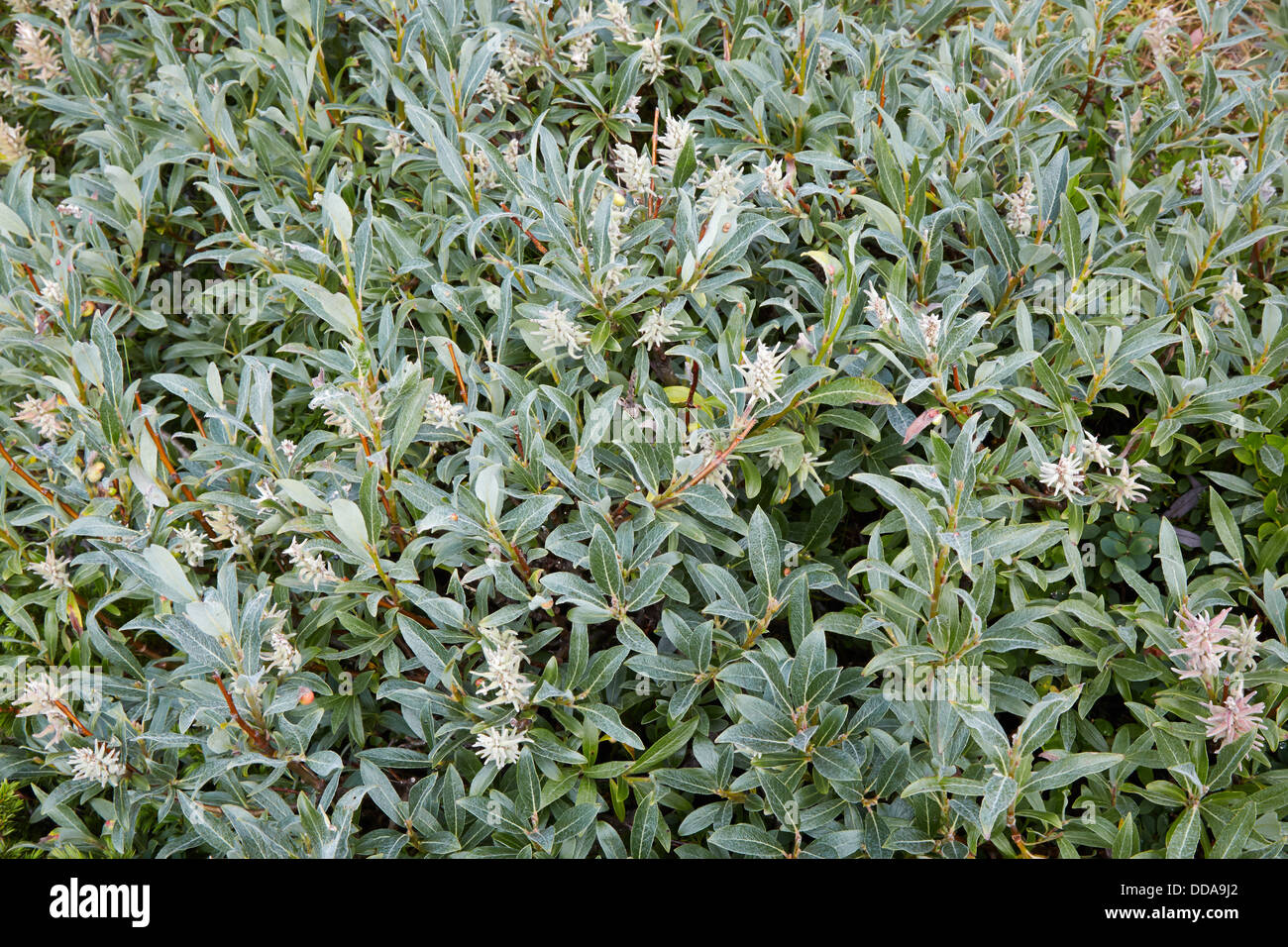Downy Willow Salix lapponum a dwarf shrub with silky grey leaves at 1300m Jotunheimen Norway Stock Photo
