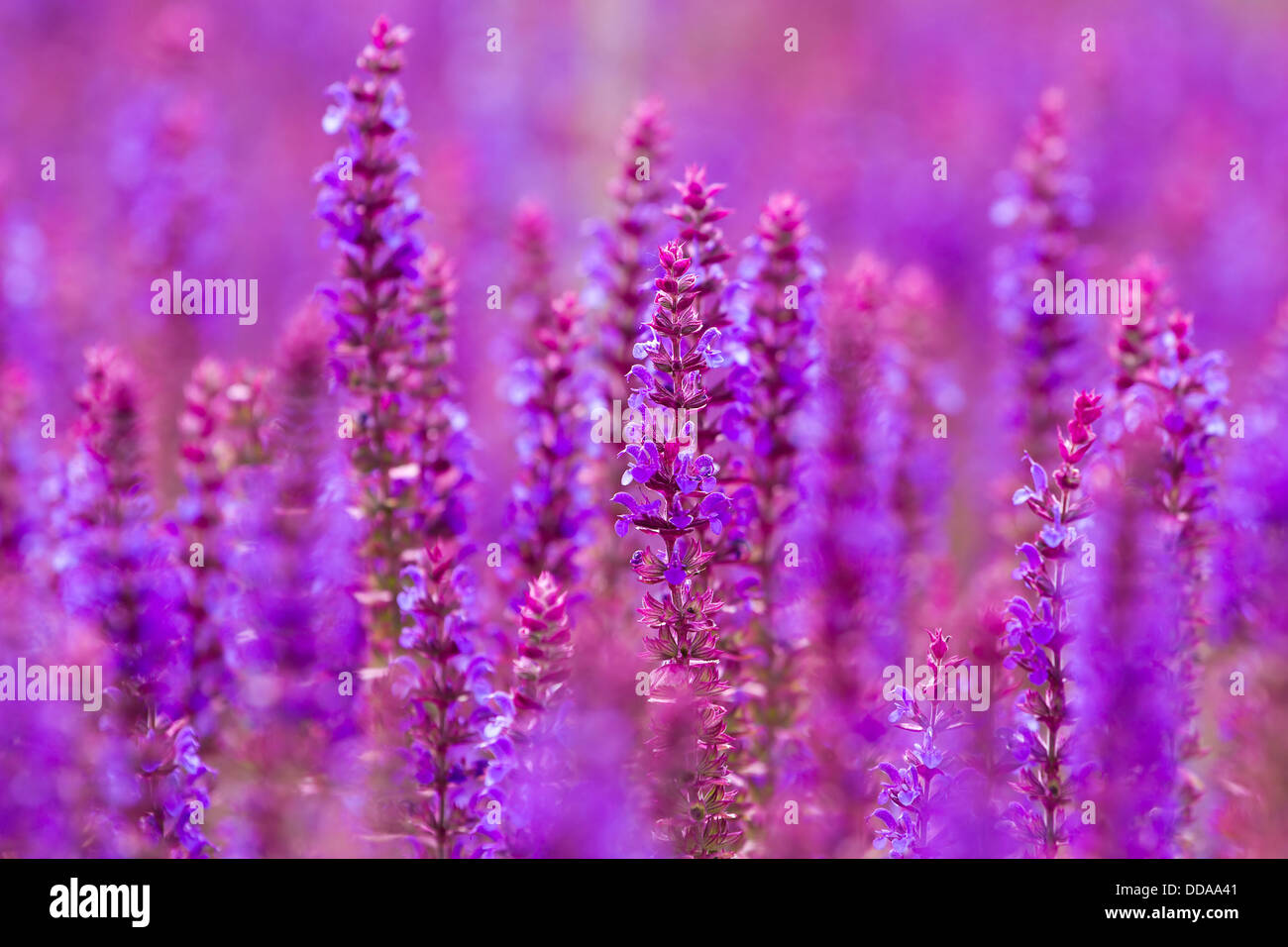 Beautiful purple wild lupins flowers Stock Photo