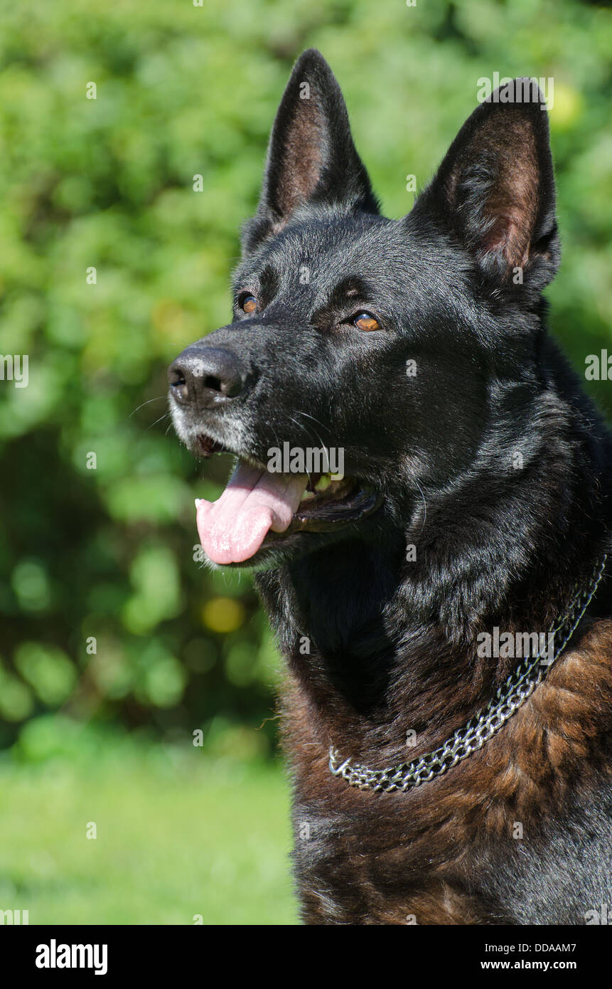 black german shepherd kennels