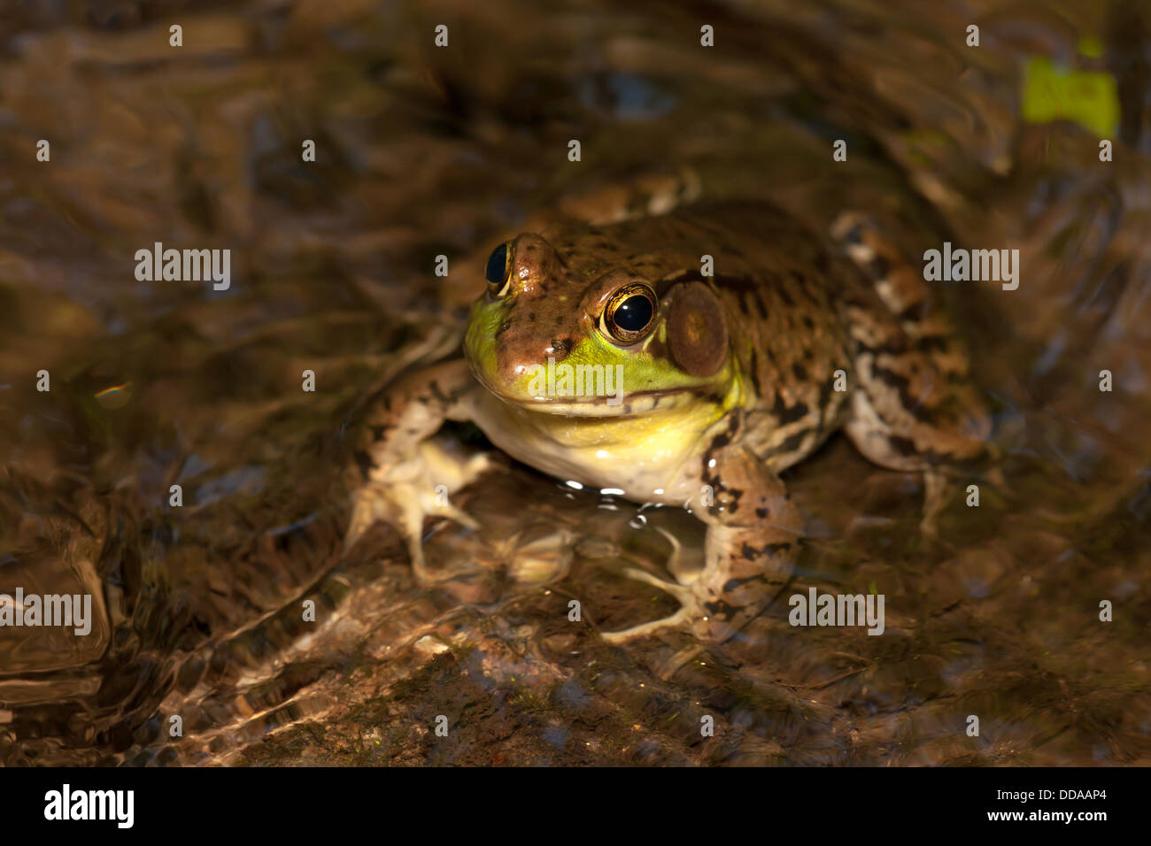 A male Northern Green Frog (Rana clamitans melanota) looks out over the surface of a shallow creek. Stock Photo