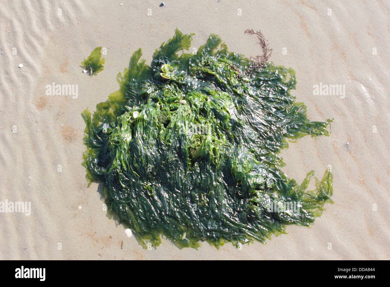 Seaweed on the almost dried up wad of Griend, Netherlands Stock Photo