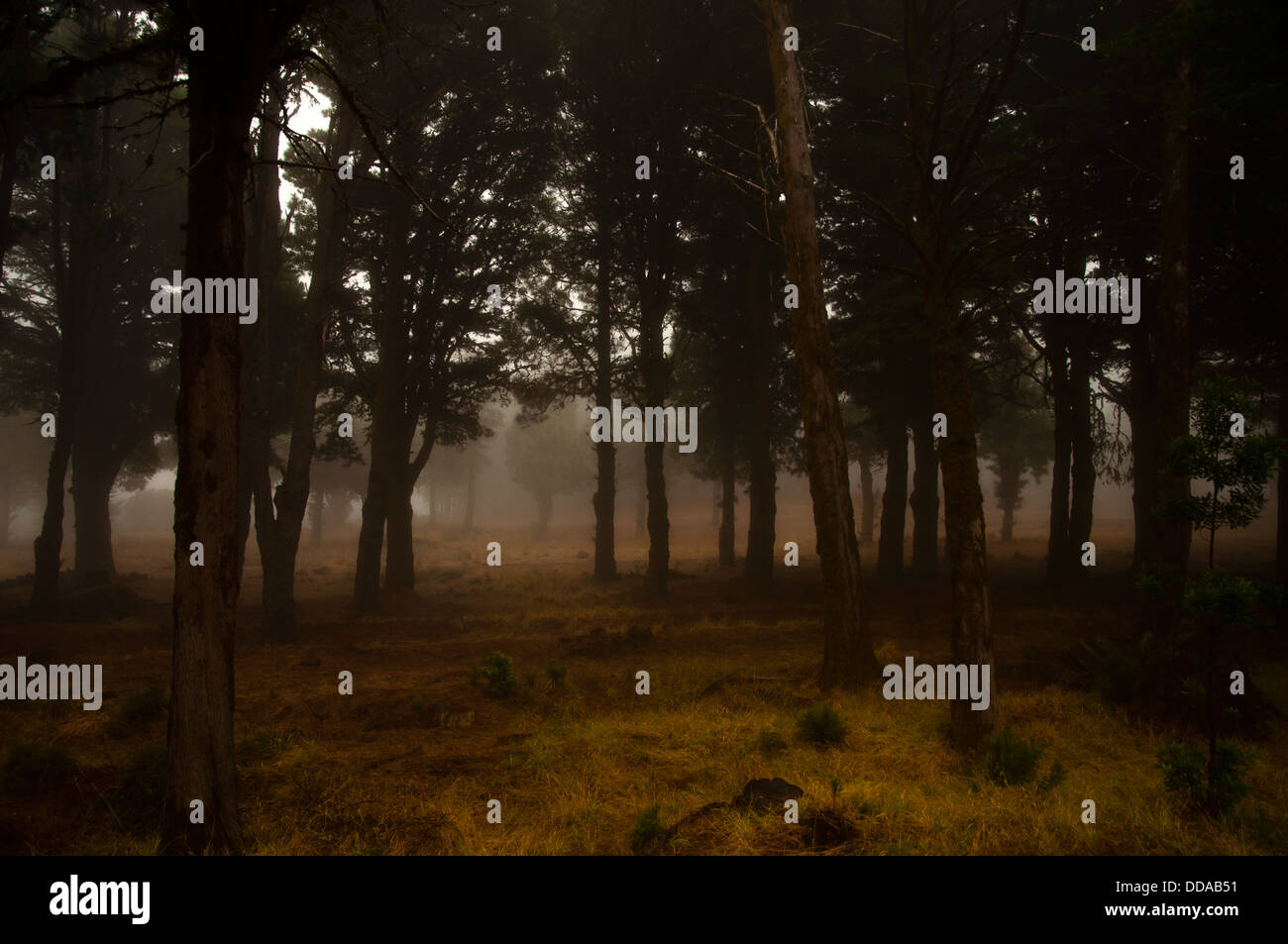 Laurel forest in fog, El Hierro, Canary Islands, Spain, Europe Stock Photo