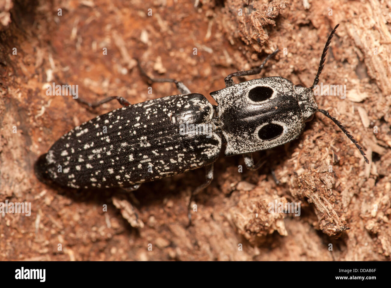 Black Eyed Click Beetle