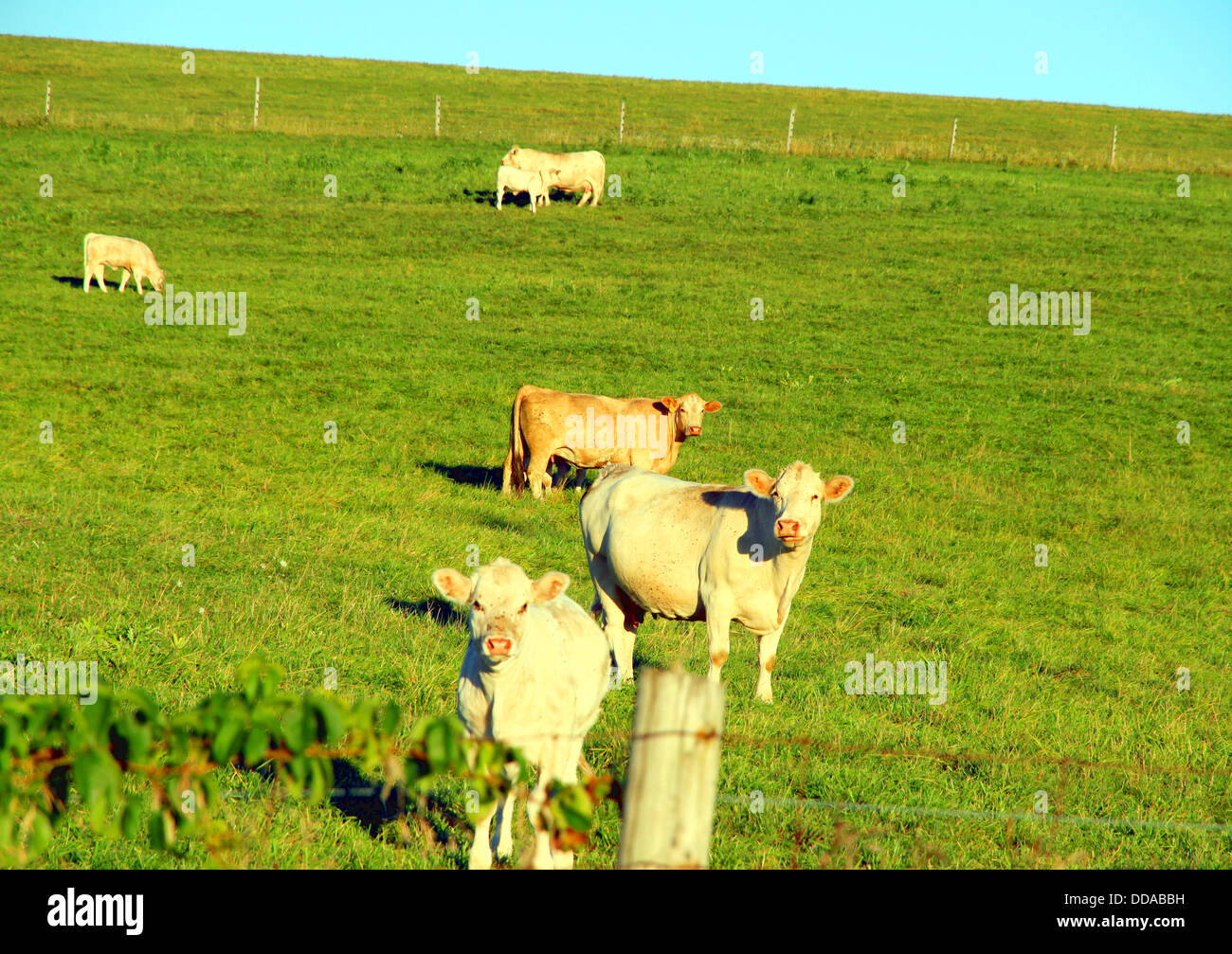 Cows at grass hires stock photography and images Alamy