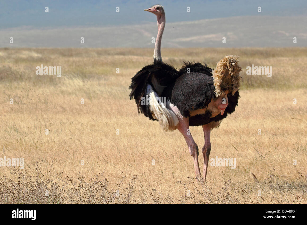 A male ostrich (Struthio camelus) looking around in Ngorongoro Conservation Area, Tanzania Stock Photo