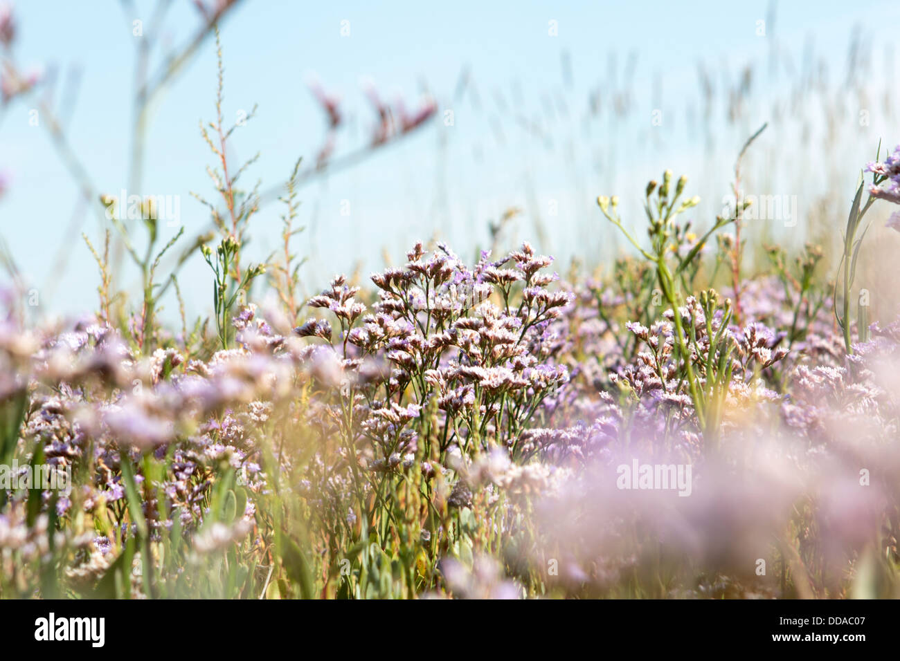 Flowering Lamsoor on Island Griend, Netherlands Stock Photo