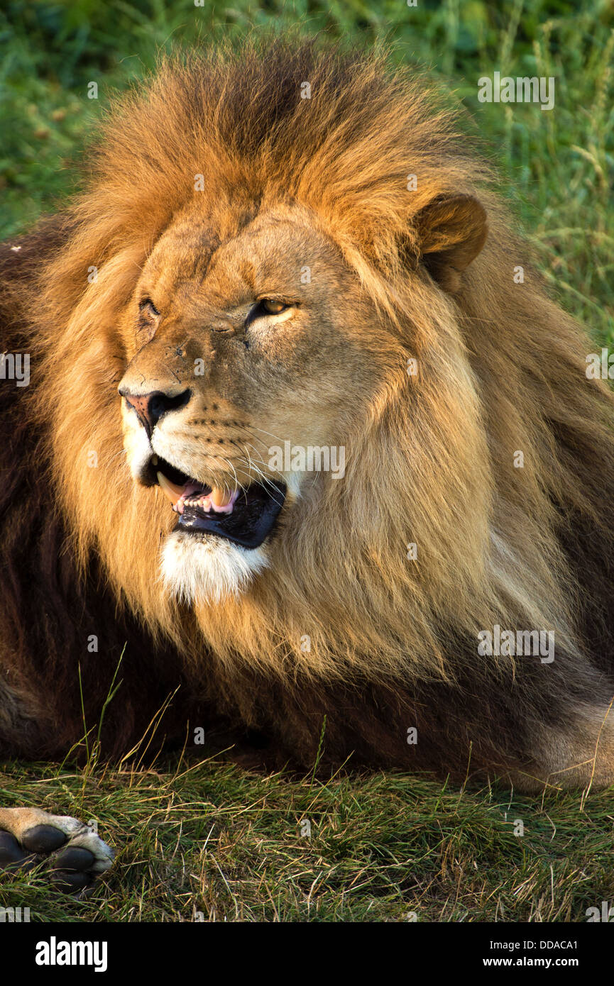 Magnificent lion hi-res stock photography and images - Alamy