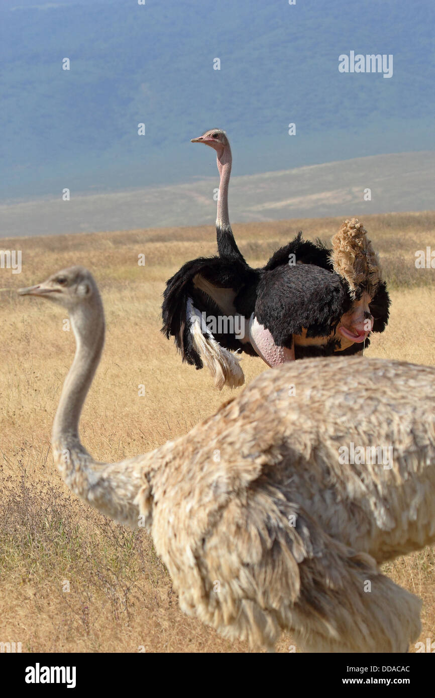 A couple of ostriches (Struthio camelus) looking around in Ngorongoro Conservation Area, Tanzania Stock Photo