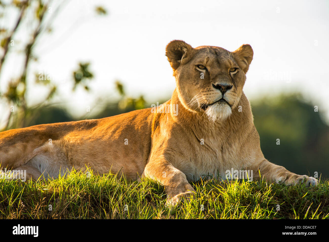 Lioness at rest Stock Photo