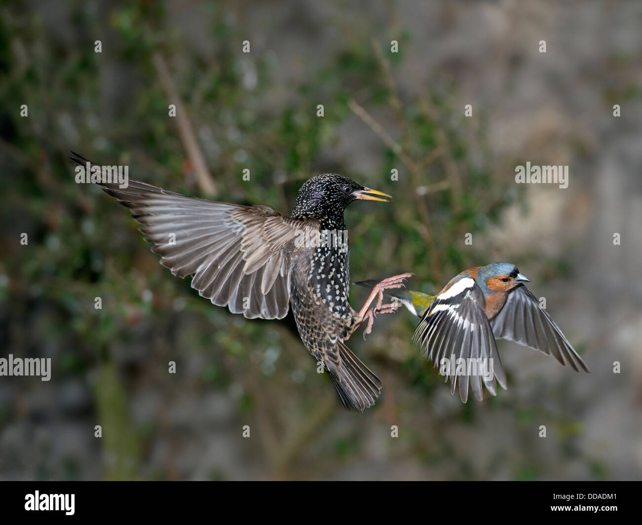 A starling chasing a chaffing of a feeder Stock Photo