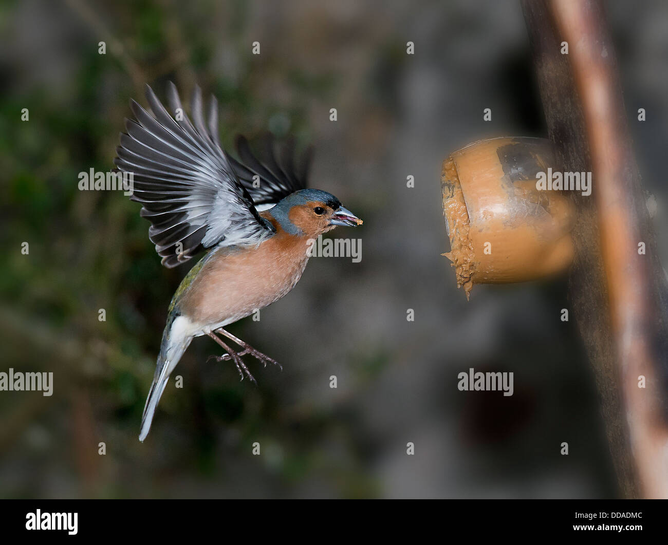 a chaffinch feeding on peanut butter captured in flight Stock Photo
