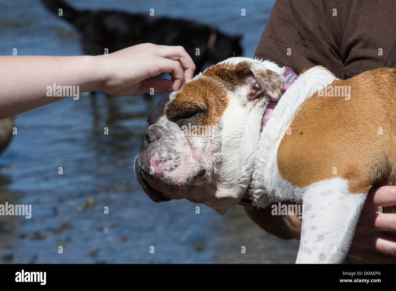 Hand scratching dogs head Stock Photo