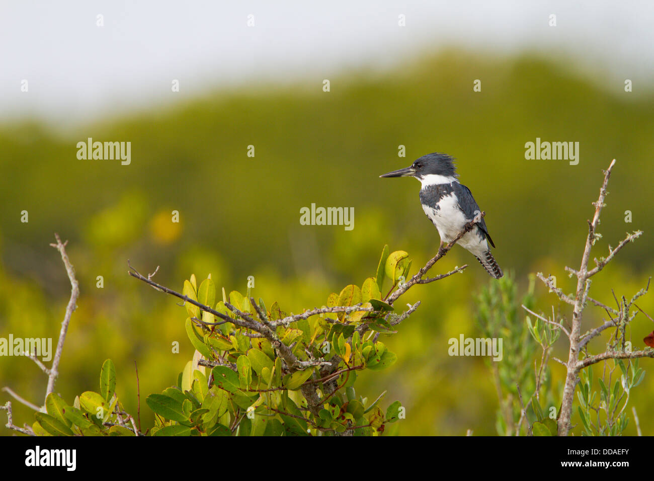 kingfisher,diving bird,birds,perched Stock Photo
