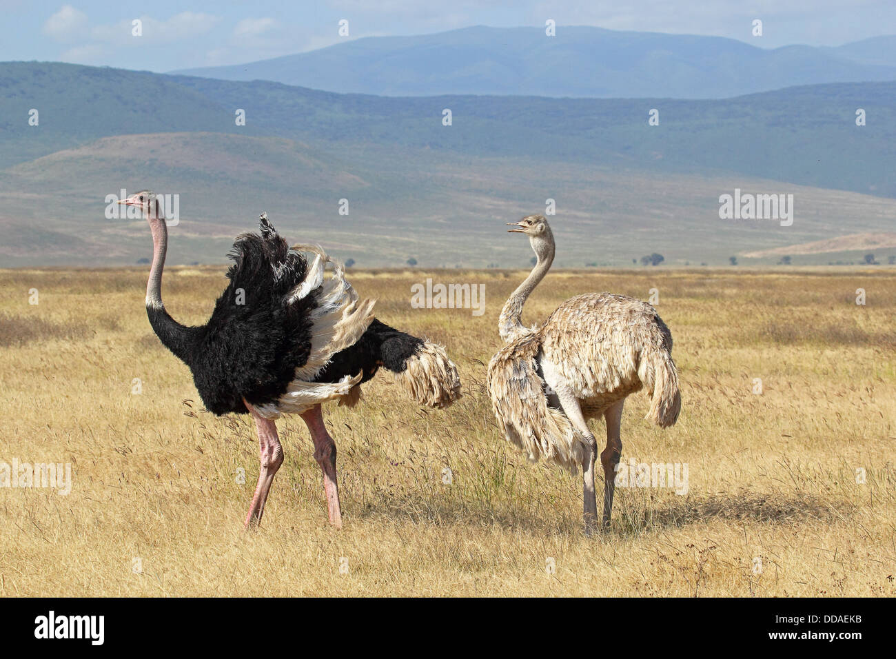 A couple of ostriches (Struthio camelus) breeding in Ngorongoro Conservation Area, Tanzania Stock Photo