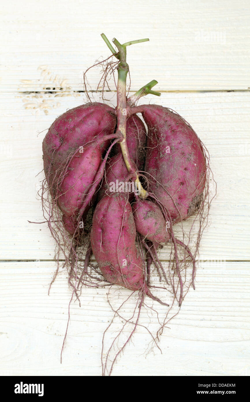 sweet potato plant harvesting with tubers in soil dirt surface Stock Photo