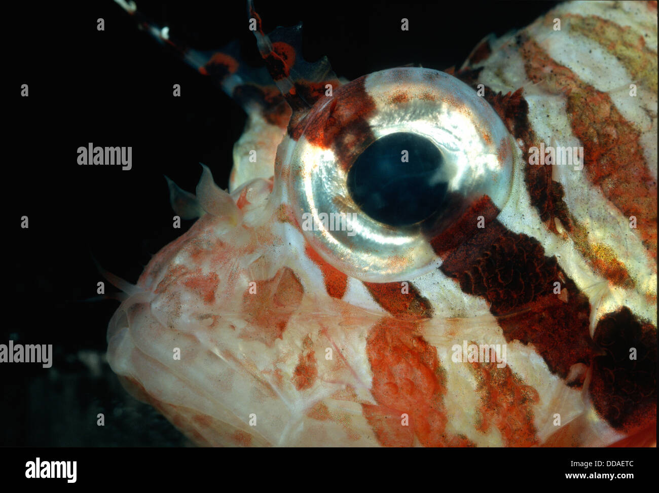 Broadbarred Firefish, Pterois antennata, Scorpaenidae, Indo-pacific Ocean Stock Photo