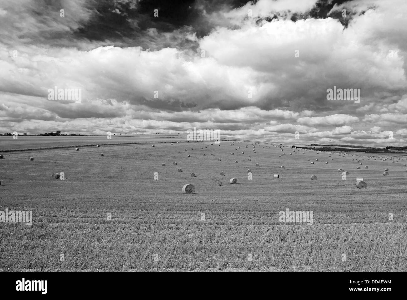 A Landscape View Of A Field Of Hay Bales On The South Downs. West Sussex.England. Uk (Black and white) Stock Photo