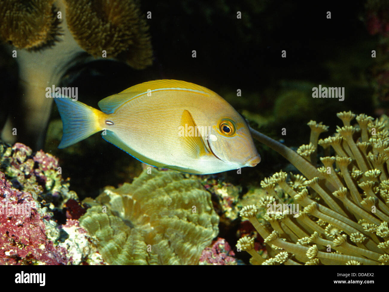 Orange band Surgeonfish, Acanthurus olivaceus, Acanthuridae, Pacific Ocean Stock Photo