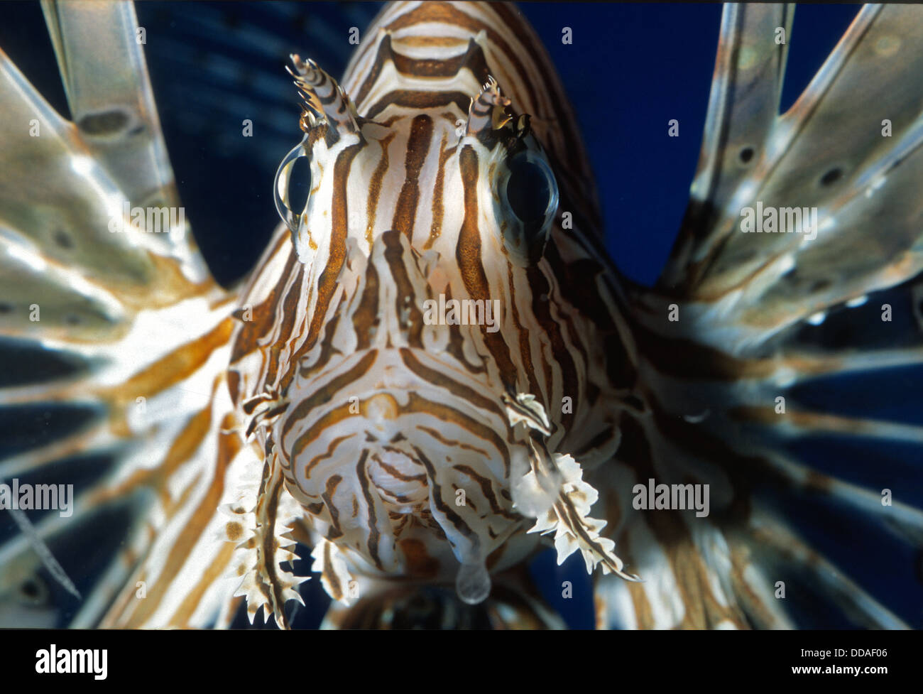 Red lionfish, Pterois volitans, Scorpaenidae, Indo-pacific Ocean Stock Photo