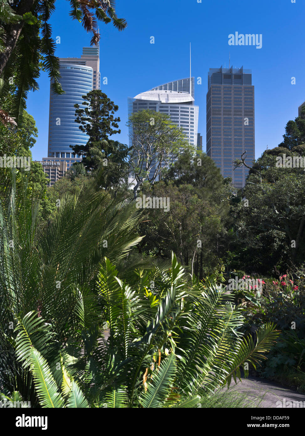 dh Royal  Botanic Gardens SYDNEY AUSTRALIA Tropical park Central Business District city skyline buildings Stock Photo